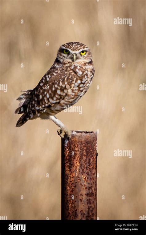 Burrowing Owl With Big Yellow Eyes Stock Photo Alamy