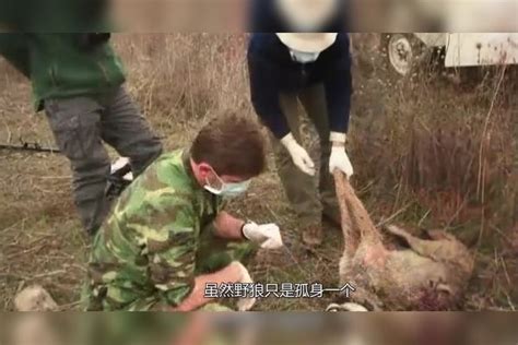 野狼偷羊遭遇牧羊犬，王者见面直接打架，镜头记录罕见过程！牧羊犬王者镜头