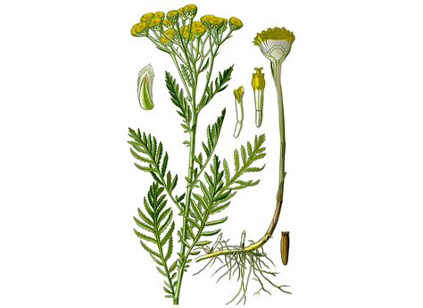 Helichrysum Flower