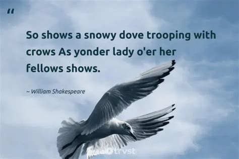 40 Dove Quotes About Our Peaceful Feathered Friends