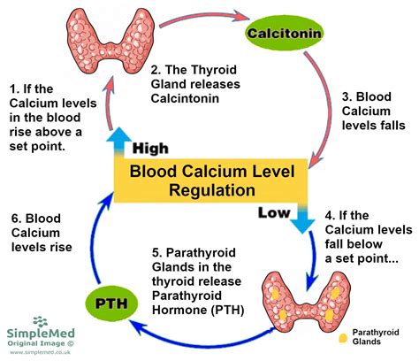 Endocrinology Simplemed Learning Medicine Simplified