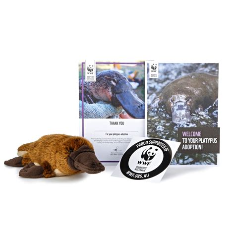Its Platypus Month — Lets Save This Iconic Species Flora And Fauna