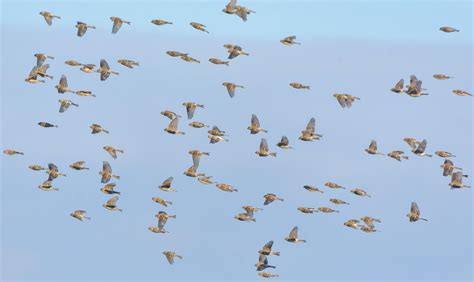 Herd of Common redpolls - Acanthis flammea - flying fast in snowy winter over clear blue sky ...