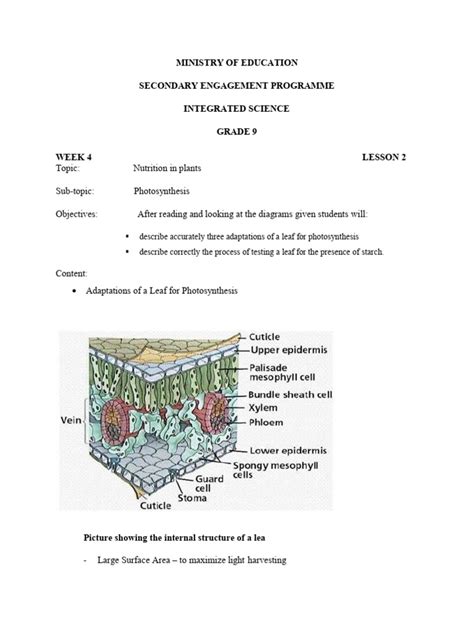 Grade 9 Integrated Science Week 4 Lesson 2 Pdf Leaf Photosynthesis