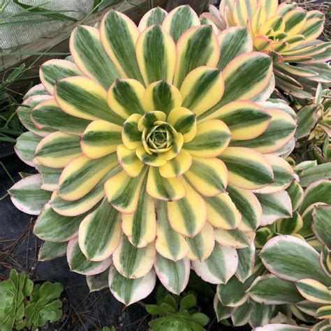 Aeonium Arboreum Sunburst Has Mark Let Love Grow Succulent And Cactus