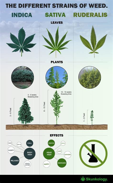 Strains of weed. : r/coolguides