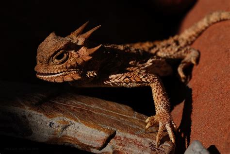 The Horny Lizard Smithsonian Photo Contest Smithsonian Magazine