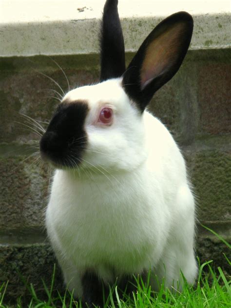 Himalayan Rabbit | [#] Lunawsome