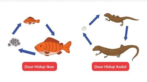 Contoh Daur Hidup Hewan 58 Koleksi Gambar