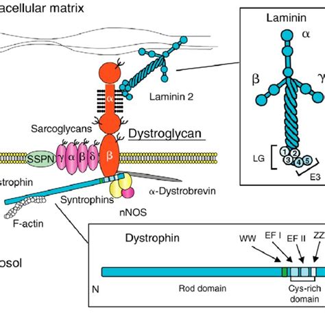 Dystroglycan Domain Organization In The Maturedystroglycan DG The