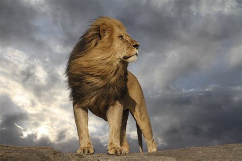 Stunning Photo Of A Majestic Lion R MostBeautiful