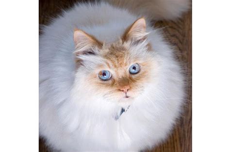 Himalayan Cat Pictures And Breed History Lovetoknow