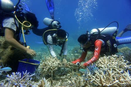 Jurnal Transplantasi Terumbu Karang Materi Soal