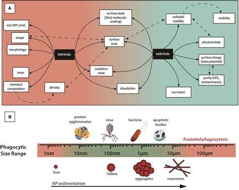 Frontiers Intrinsic And Extrinsic Properties Affecting Innate Immune