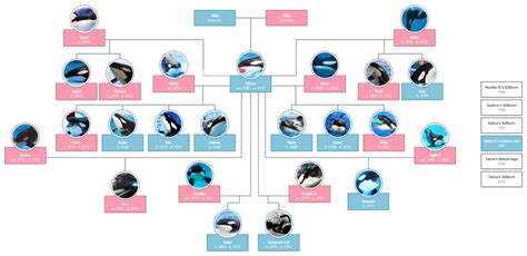 Tilikum | Killer Whale Wiki | Fandom