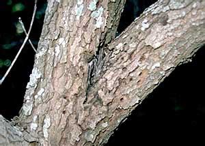 Landscape: Dogwood Borer | UMass Center for Agriculture, Food and the ...