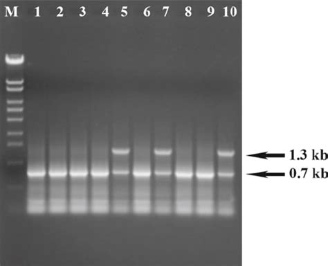 Pcr Amplifi Cation Products Of Genomic Dna Of Transgenic Marker Free