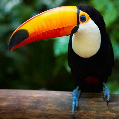 Pin De Zenaide Brites Em Tucanos Fotos De Tucano Animais Silvestres