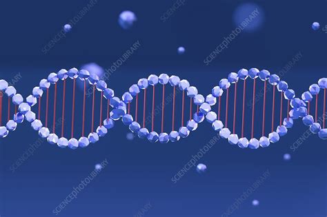 Dna Illustration Stock Image F025 1469 Science Photo Library