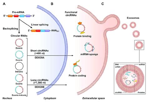 Circrna Biogenesis And Functions A Circularization Of Circrnas