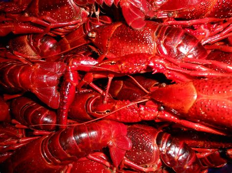 80 Free Crawfish And Crayfish Images Pixabay