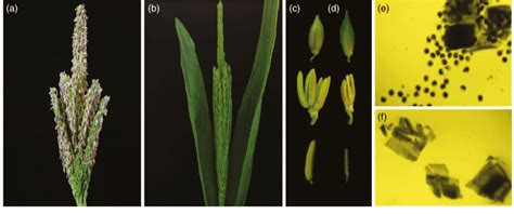 Phenotypic Comparison Between The Wild Type And Apv Mutant A