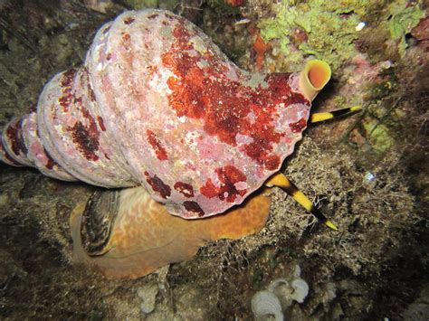 Tritons Trumpet The Iconic Sea Snail Bluemantadiving