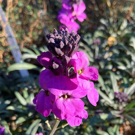 ERYSIMUM Linifolium Bowles Mauve Vivaio Noaro