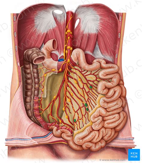 Lymph nodes of the small intestine | Kenhub | Thoracic duct, Abdominal aorta, Thoracic