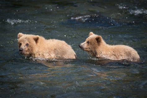 Two Brown Bear Cubs in the River Stock Photo - Image of alaskan, animals: 96948408