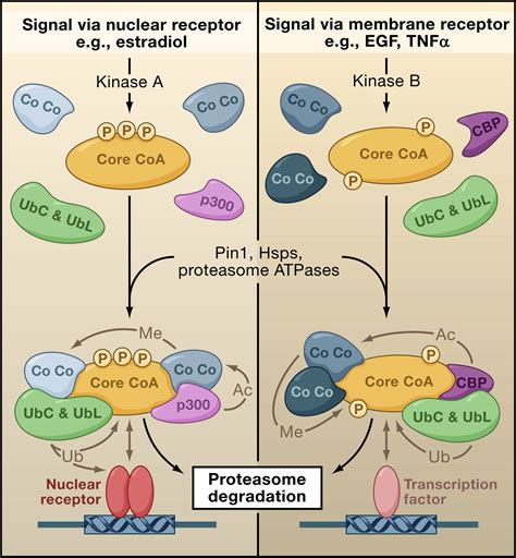 The Expanding Cosmos Of Nuclear Receptor Coactivators Cell