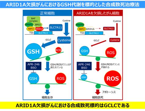 Arid1a欠損がんを対象とした合成致死治療法の開発 国立がん研究センター 研究所