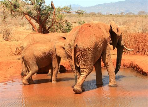 Tsavo Ost Nationalpark Safari Afrika