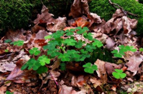 Natur Klee Wald Kostenloses Foto Auf Pixabay