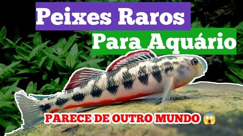 TOP 7 PEIXES RAROS E EXÓTICOS PARA AQUÁRIO APENAS DE AGUA DOCE