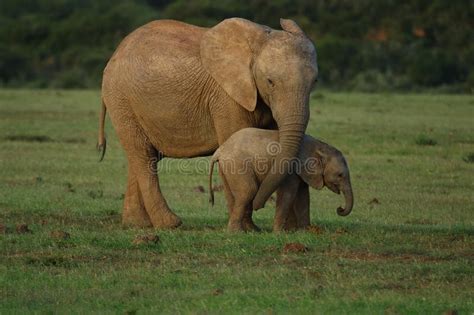 Elephants - Mother and Baby Stock Photo - Image of affection, ears ...