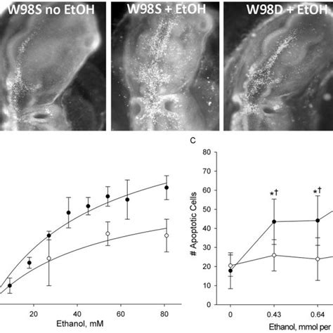 Key Events In Ethanol Induced Apoptosis Of Chick Cranial Neural Crest