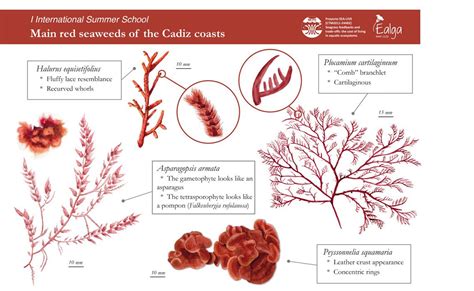 Red Algae Characters And Types With Diagram