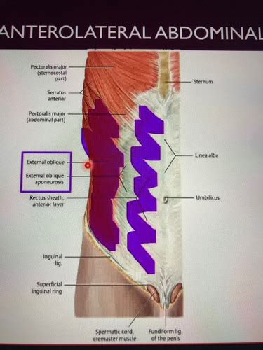 Anterior Abdominal Wall Flashcards Quizlet