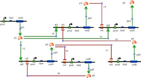 Schematic Diagram Of The Gene Regulatory Network Reworked From The Download Scientific Diagram