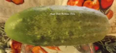Boston Pickling Cucumber Heirloom Vegetable Seeds
