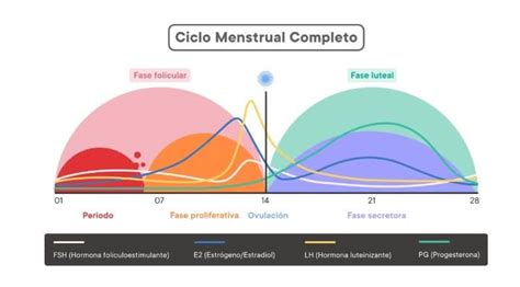 El Ciclo Menstrual Lo Que No Te Han Contado Blog Dexeus Mujer