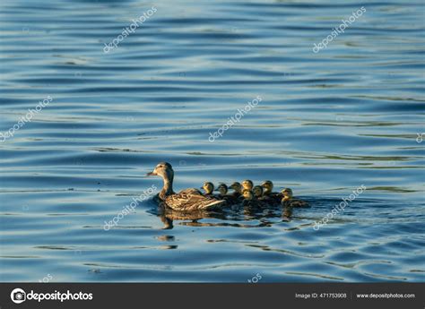 Mother Duck Baby Ducks Swimming Lake Stock Photo by ©Wirestock 471753908