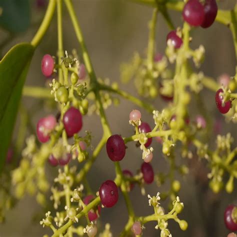 شجرة المسواك او الأراك Salvadora Persica او Salvadoraceae