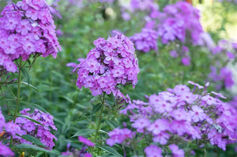 Phlox Paniculata