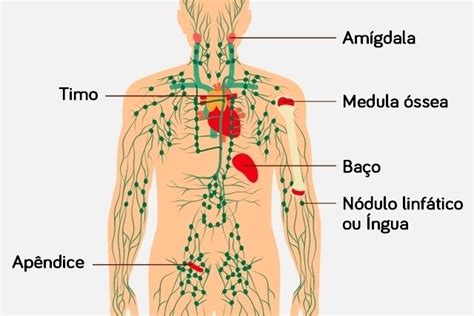 Sistema Linfático Qué Es Función Y Sus Partes Tua Saúde