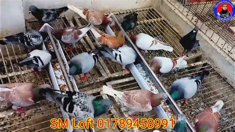 Vlogs 163 সবচেয়ে কম দামে রেসার কবুতর বিক্রি হবেracer Pigeons Will Be