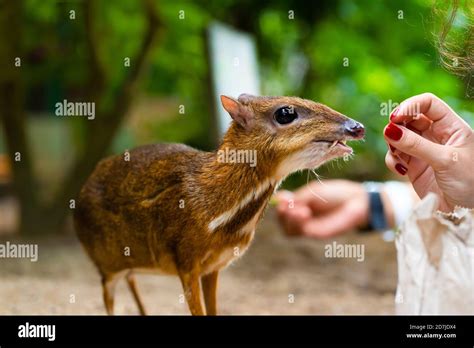 Chevrotain Size