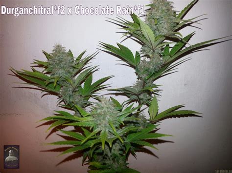 Strain Gallery Purple Rain Bigdogs Seeds Collection Pic