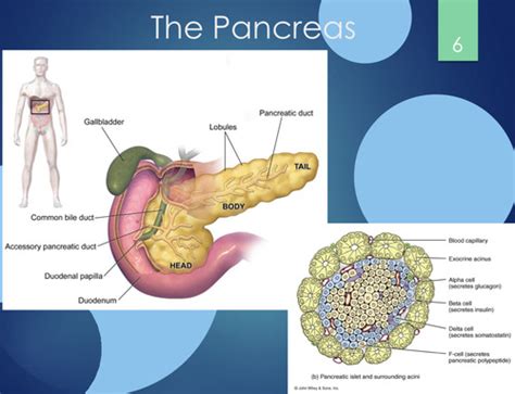 Diabetes Mellitus Dx S S Mngmt Flashcards Quizlet